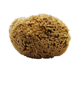 SFUNGA Organic Sea Sponge - Best organic cosmetics