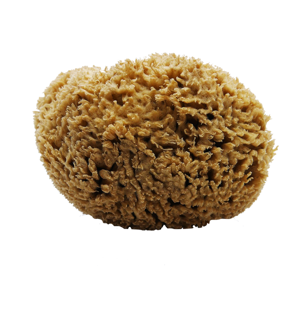 SFUNGA Organic Sea Sponge - Best organic cosmetics