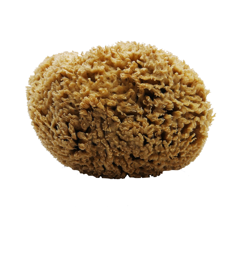 SFUNGA Organic Sea Sponge - Best organic cosmetics